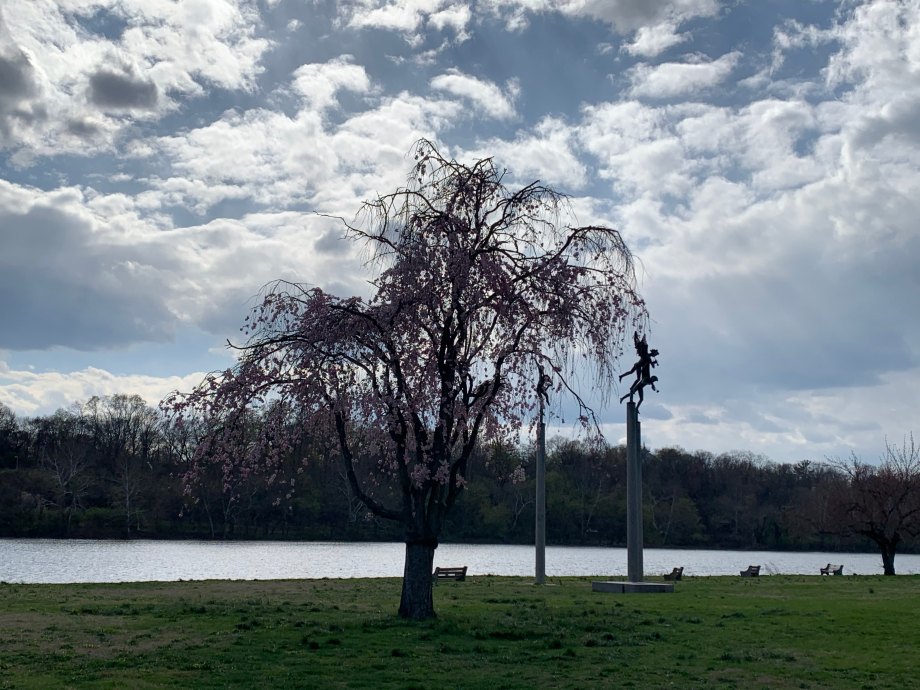 Flowering cherry tree in front of a river and sky full of clouds.
